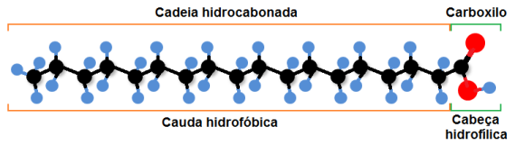 Fig-1-Acido-estearico_MC-75pc